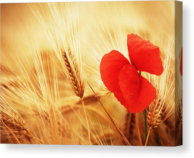 Poppy Canvas Print featuring the photograph Poppy No.6 by Falko Follert