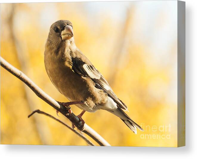 Grosbeak Canvas Print featuring the photograph Pretty in Yellow by Cheryl Baxter