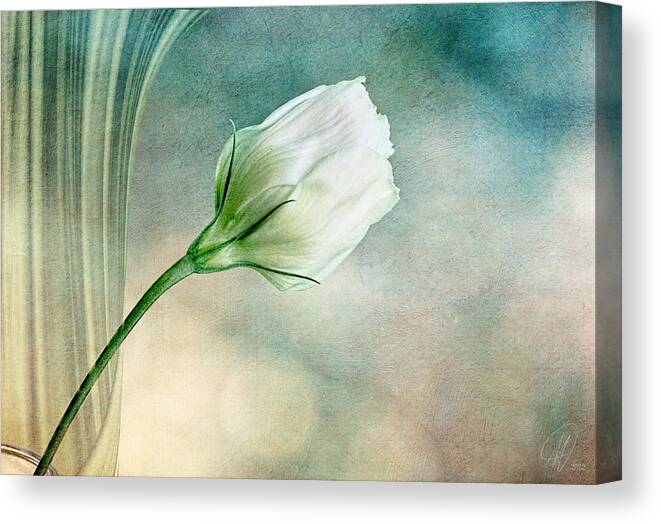 Flowers Canvas Print featuring the photograph Pristine by Margaret Hormann Bfa