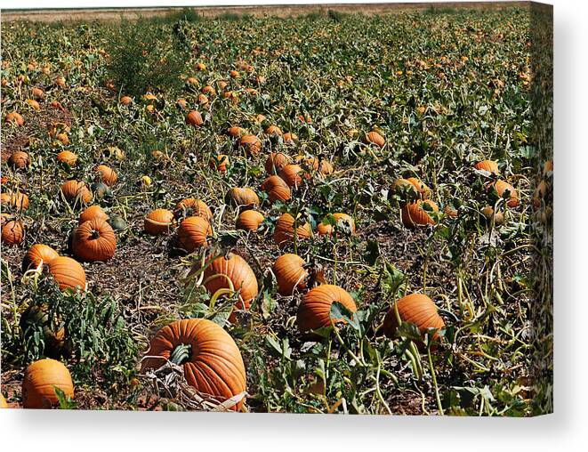 Agriculture Canvas Print featuring the photograph Pun'kin Patch by Melany Sarafis