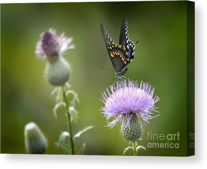 Nature Canvas Print featuring the photograph Purple Majesty by Nava Thompson