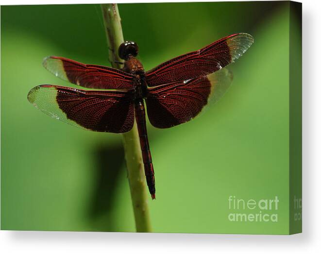 Neurothemis Ramburii Ramburii Canvas Print featuring the photograph Red Dragonfly by Vivian Christopher