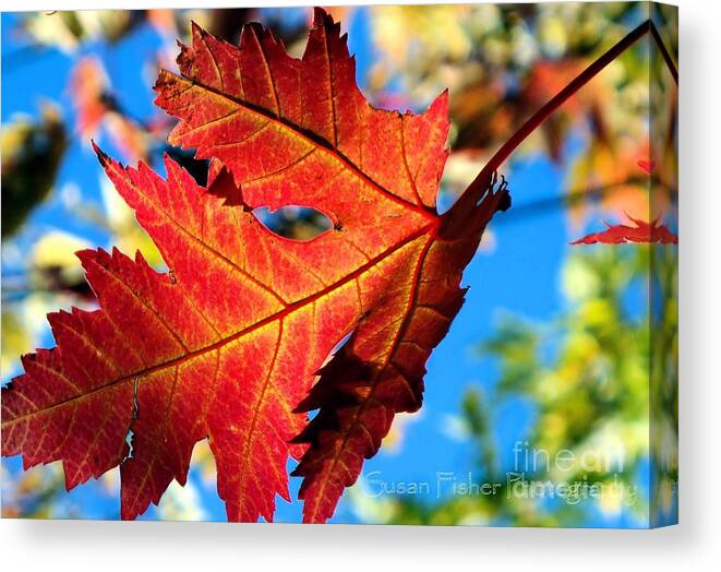 Leaf Canvas Print featuring the painting Red by Susan Fisher