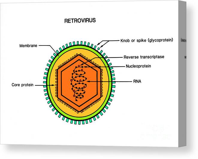 Science Canvas Print featuring the photograph Retrovirus by Science Source
