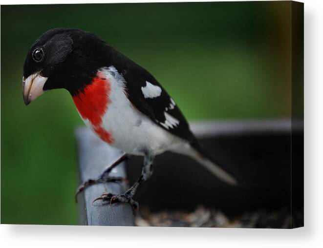 Rose Breasted Grosbeak Canvas Print featuring the photograph Rose Breasted Grosbeak by Skip Willits