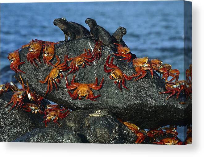 Mp Canvas Print featuring the photograph Sally Lightfoot Crab Grapsus Grapsus by Tui De Roy