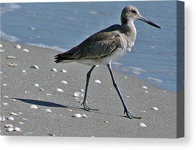 Sandpiper Canvas Print featuring the photograph Sandpiper 1 by Joe Faherty