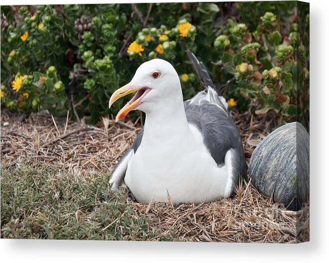 Sea Gull Canvas Print featuring the photograph Sea Gull Protecting Its Young by Eddie Yerkish