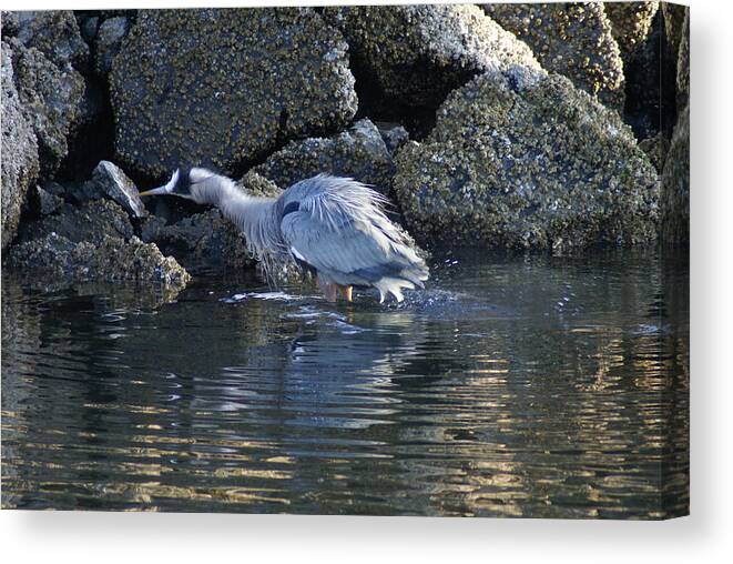 Heron Canvas Print featuring the photograph Shake It Off by Jerry Cahill