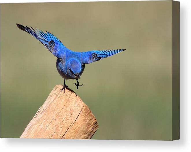 Blue Bird Canvas Print featuring the photograph Showing Off by Shane Bechler