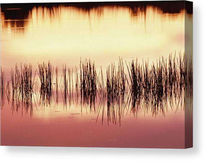 Mp Canvas Print featuring the photograph Silhouette Of Grass Against Reflection by Gerry Ellis