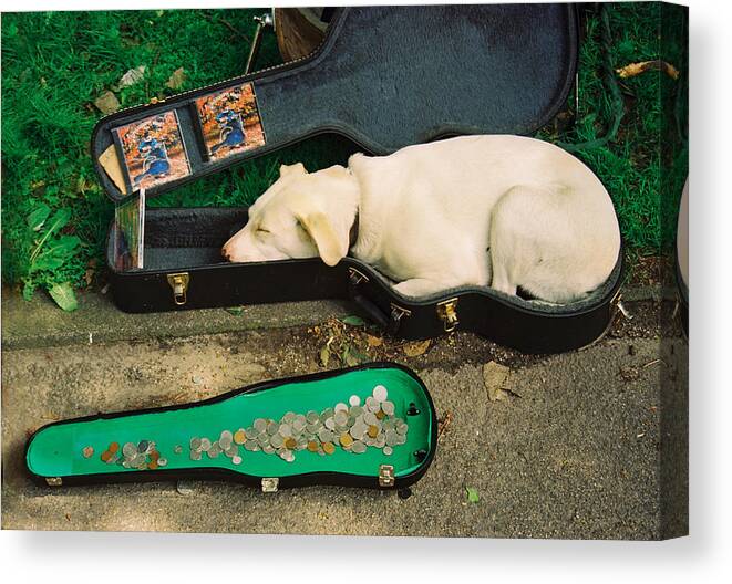 Dog Canvas Print featuring the photograph Music Dog by Claude Taylor