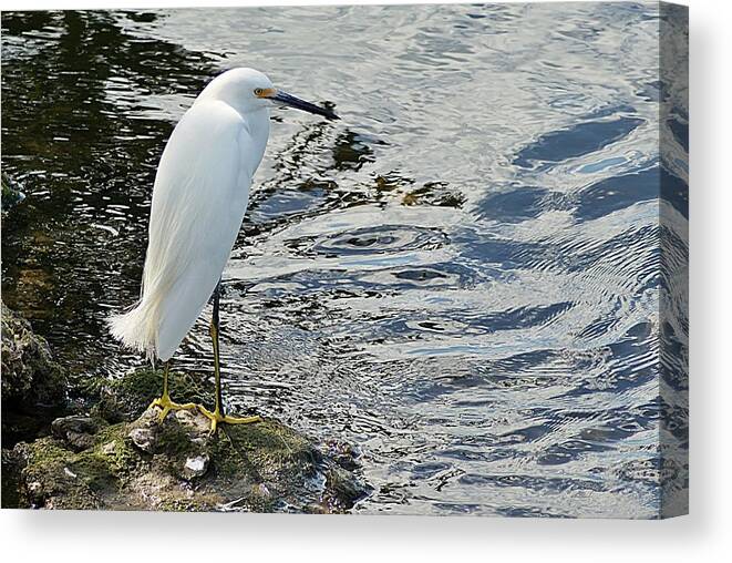 Snowy Canvas Print featuring the photograph Snowy Egret 2 by Joe Faherty