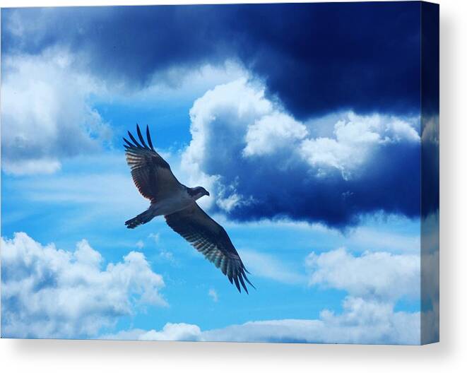 Birds Canvas Print featuring the digital art Soaring on the wind by David Lane