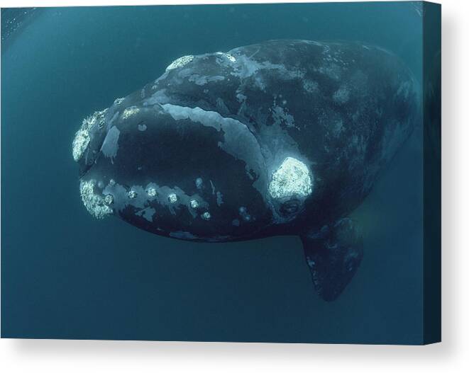 00083857 Canvas Print featuring the photograph Southern Right Whale Under Boat by Flip Nicklin