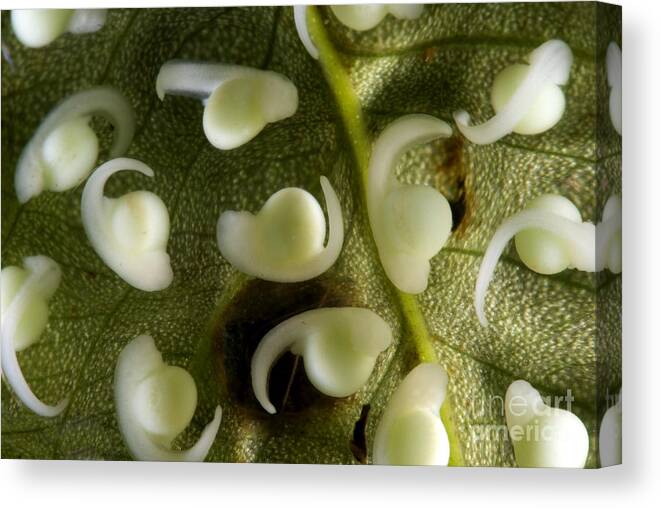 Centrolenidae Canvas Print featuring the photograph Spiny Glass Frog Larvae by Dante Fenolio