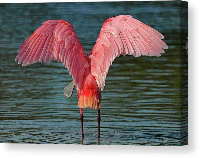 Spoonbill Canvas Print featuring the photograph Spoonbill Wing Spread by Dave Mills