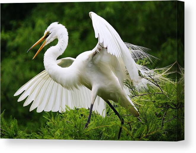 Great White Egret Canvas Print featuring the photograph Spreading his Wings by Paulette Thomas