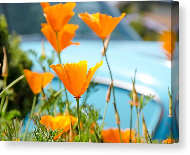 Flower Canvas Print featuring the photograph Spring Poppies by Margaret Pitcher