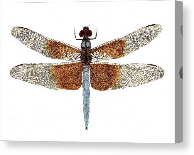 Dragonfly Canvas Print featuring the painting Study of a Female Widow Skimmer Dragonfly by Thom Glace