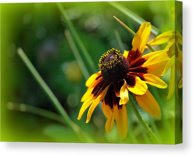 Garden Canvas Print featuring the photograph Summer Susan by Amee Cave