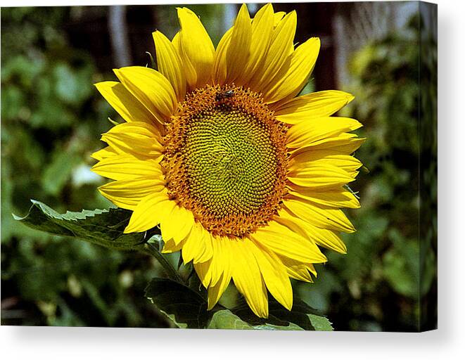 Agriculture Canvas Print featuring the photograph Sunflower in the garden by Emanuel Tanjala