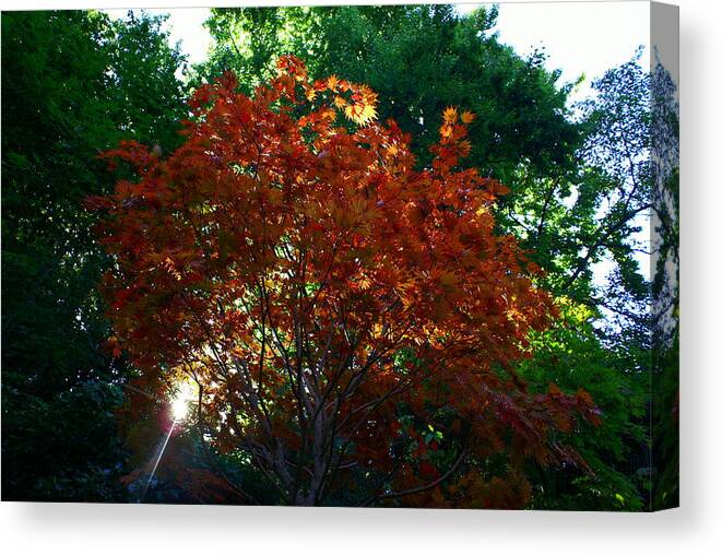 Maple Canvas Print featuring the photograph Sunlit Maple by Jerry Cahill