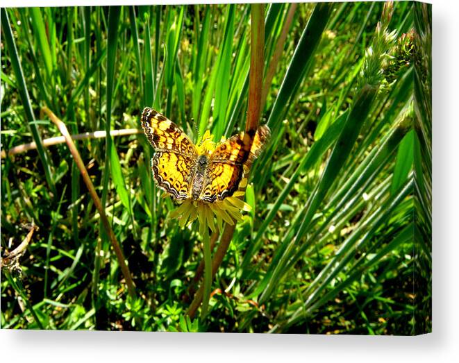 Butterfly Canvas Print featuring the photograph Sunning On A Dandelion by Kim Galluzzo