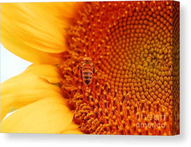 Sun Flower Canvas Print featuring the photograph Sunny Day by Laurianna Taylor