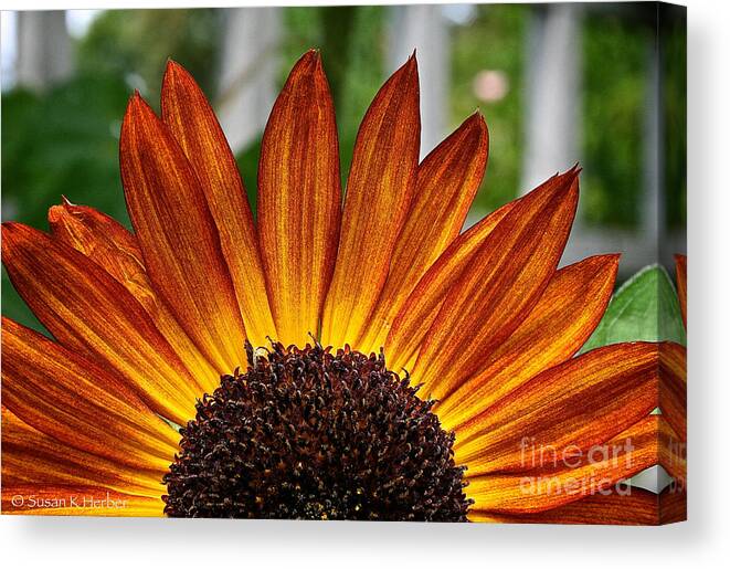 Outdoors Canvas Print featuring the photograph Sunrise Floral by Susan Herber