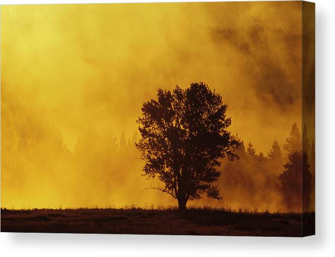 Mp Canvas Print featuring the photograph Sunrise Through Thermal Fog And Lone by Gerry Ellis