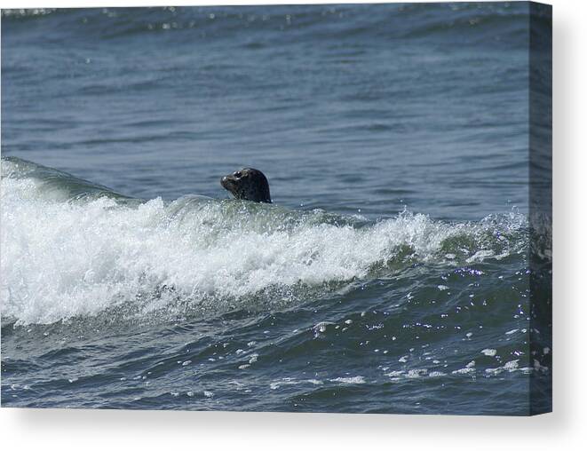 Seal Canvas Print featuring the photograph Surfing Seal by Jerry Cahill