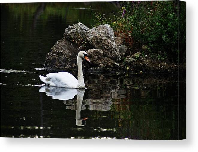 Horn Pond Canvas Print featuring the photograph Swan I by Joe Faherty