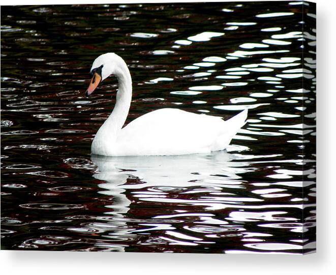 Swan Canvas Print featuring the photograph Swan Perfection by Kim Galluzzo