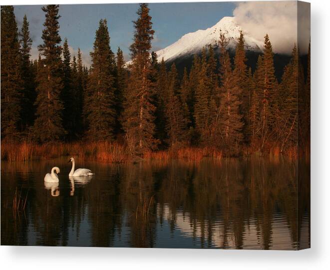 Swans Canvas Print featuring the photograph Swans Wrangell St. Elias National Park and Preserve by Benjamin Dahl