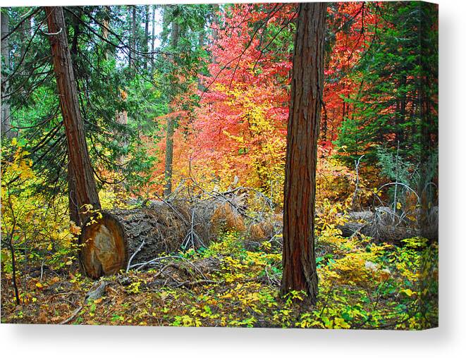 Sequoia National Park Canvas Print featuring the photograph The Fallen by Lynn Bauer