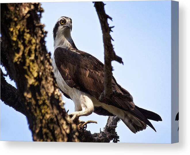 Osprey Canvas Print featuring the photograph The Mighty Fisher by Jon Ares