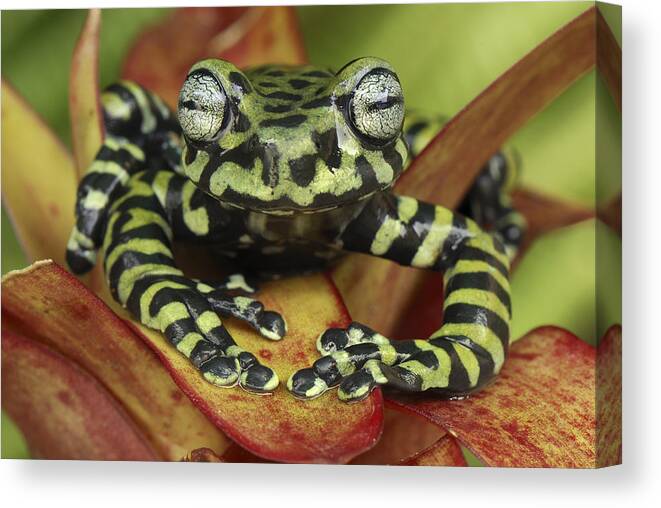 Mp Canvas Print featuring the photograph Tigers Treefrog Hyloscirtus Tigrinus by Thomas Marent