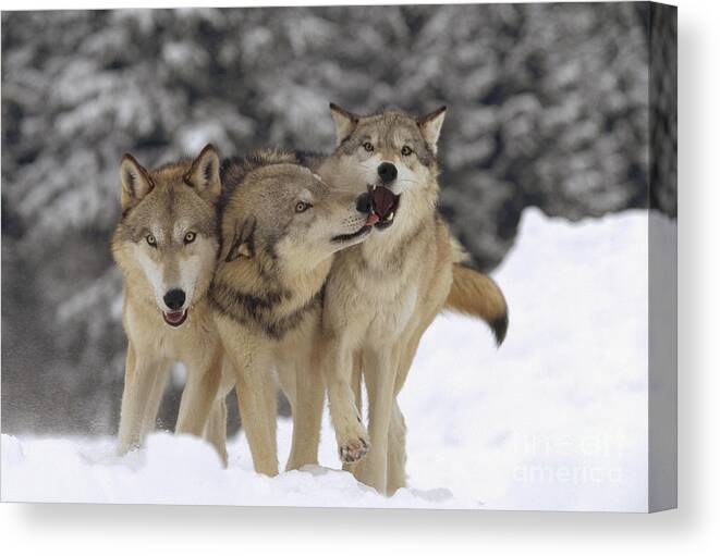 00170055 Canvas Print featuring the photograph Timber Wolf Trio Playing In Snow Montana by Tim Fitzharris