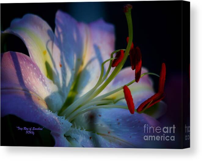 Lily Canvas Print featuring the photograph Tiny Ray of Sunshine by Patrick Witz