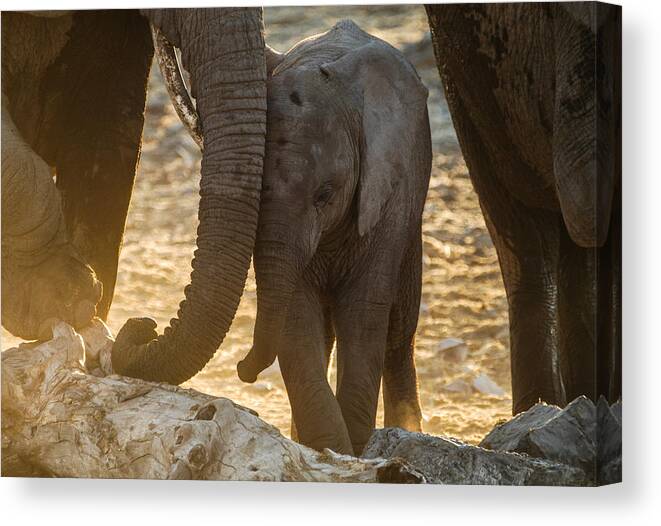 Action Canvas Print featuring the photograph Tiny trunk by Alistair Lyne