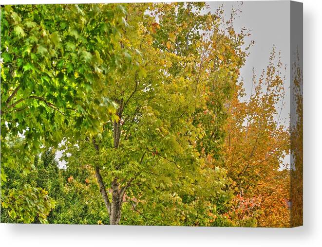  Canvas Print featuring the photograph Transition of Autumn Color by Michael Frank Jr
