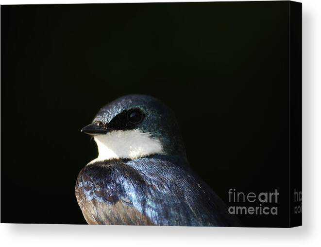 Tree Swallow Canvas Print featuring the photograph Tree Swallow 2012 by Randy Bodkins
