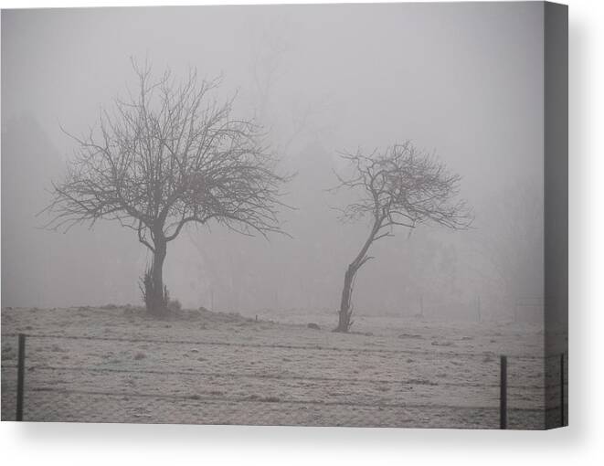 Australia Canvas Print featuring the photograph Trees in fog by Fran Woods