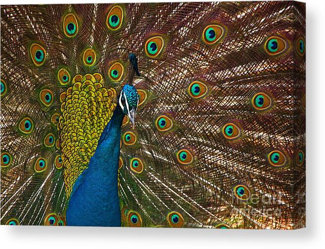 Peacock Canvas Print featuring the photograph Turquoise And Gold Wonder by Byron Varvarigos