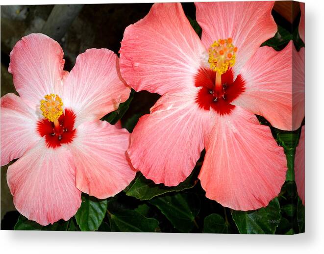 Hibiscus Canvas Print featuring the photograph Twins by Deborah Crew-Johnson