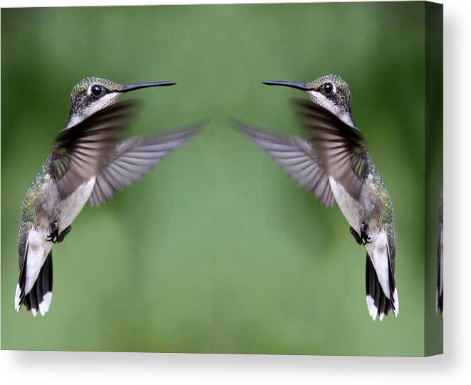 Birds Canvas Print featuring the photograph Twins For Sure by Travis Truelove