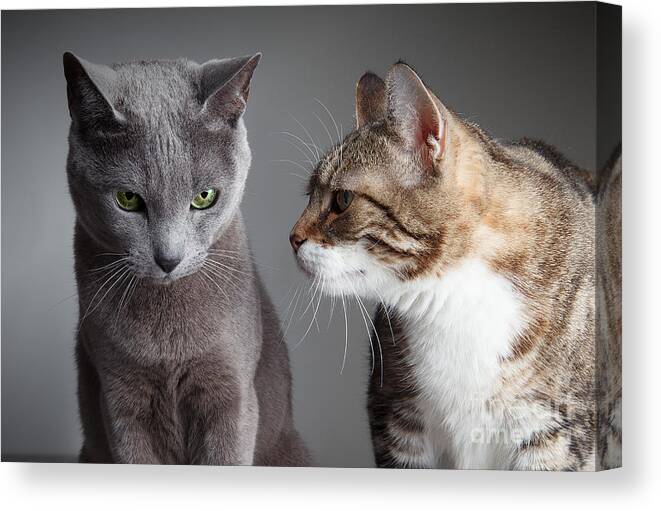 Cat Canvas Print featuring the photograph Two Cats by Nailia Schwarz