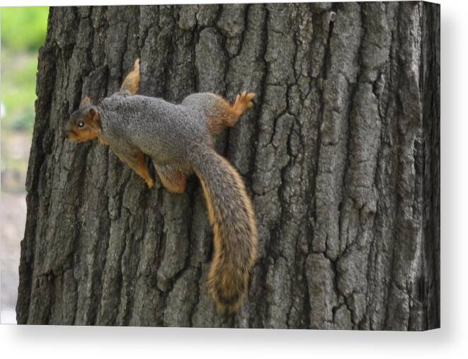 Squirrels Canvas Print featuring the photograph Up a Tree by Daniel Ness