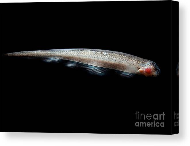 Vampire Knife Fish Canvas Print featuring the photograph Vampire Knife Fish by Dant Fenolio